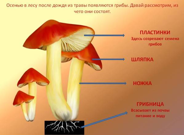 Стихи про грибы